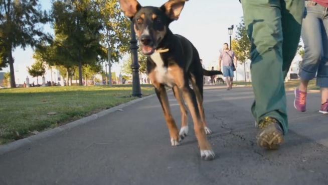 Musikalische Kläffer: Erstes Hundekonzert in Barcelona